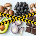 Блог SUPERPET | Что нельзя предлагать кошкам и собакам