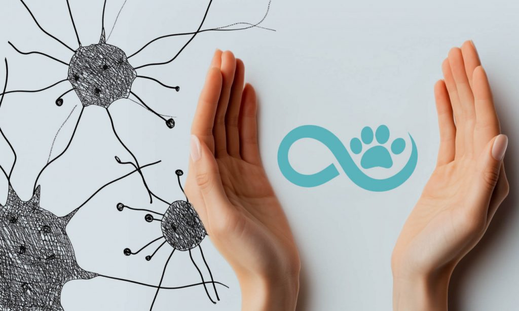 Онкология у кошки или собаки: повод менять питание