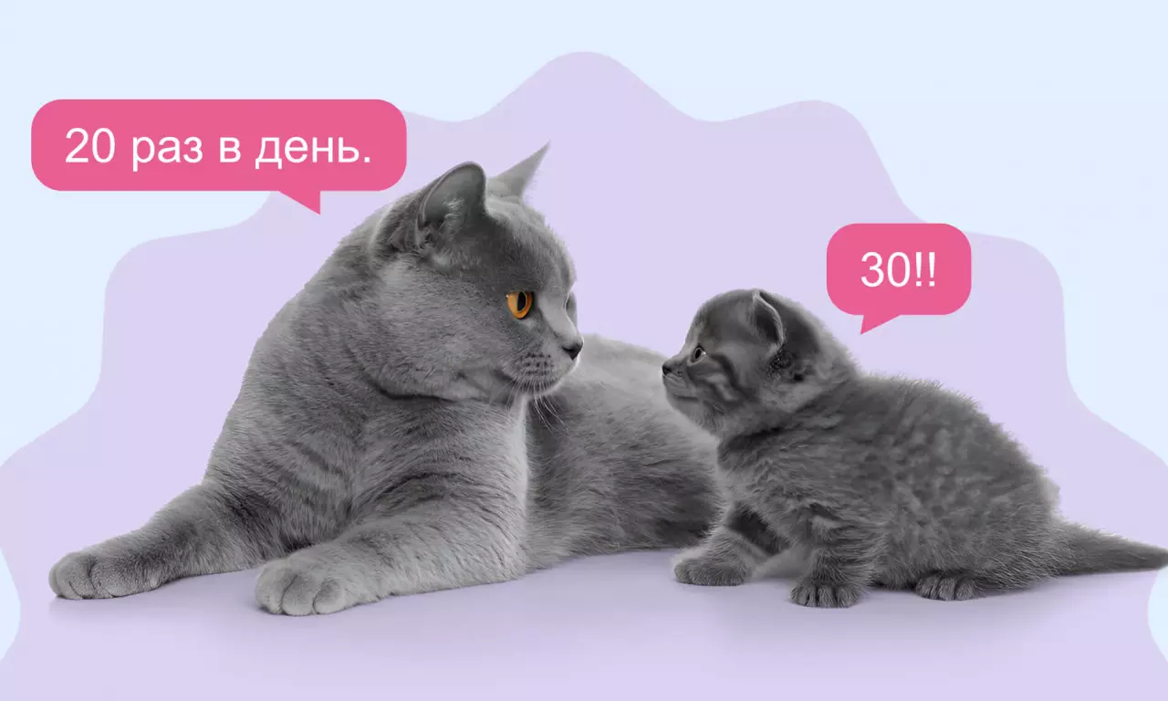 Кормить маму кошку и её котенка следует по-разному