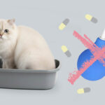 Запор у кошки — серьёзная проблема