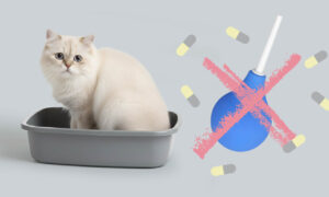 Запор у кошки — серьёзная проблема