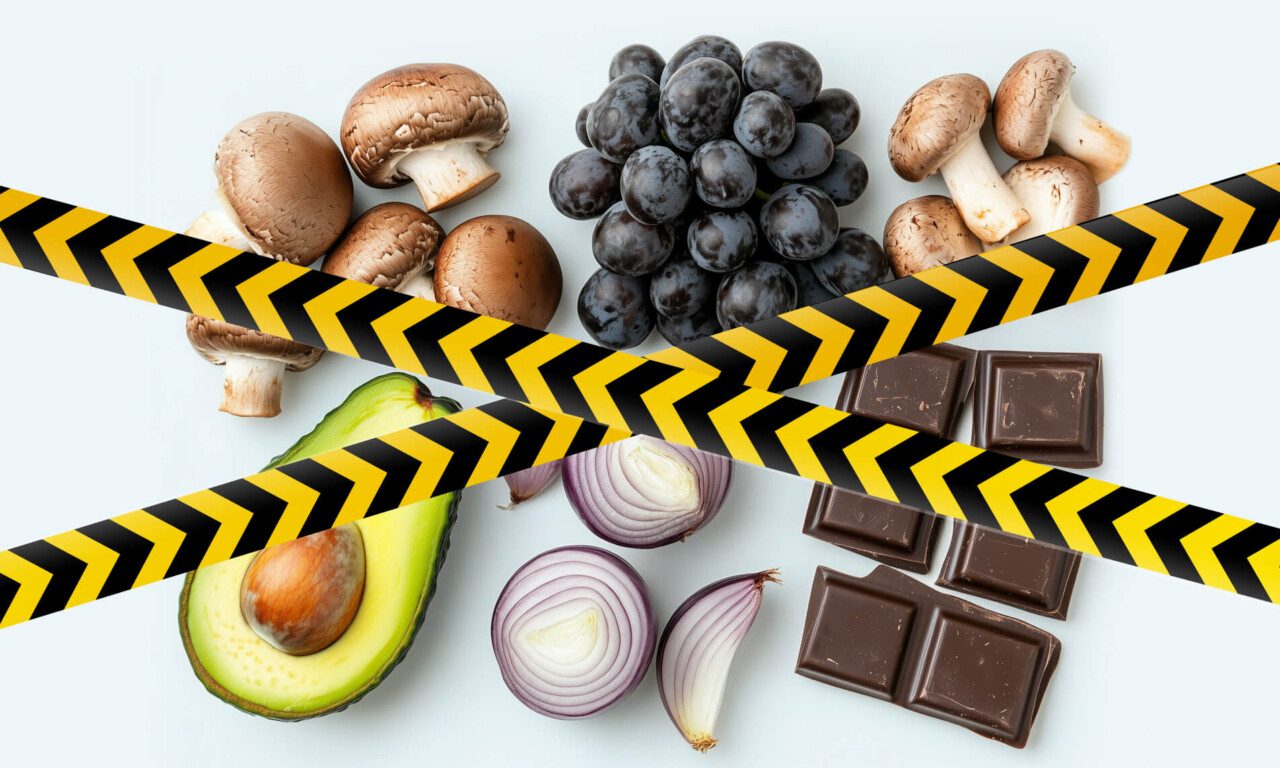 chto-nelzja-predlagat-koshkam-i-sobakam-1